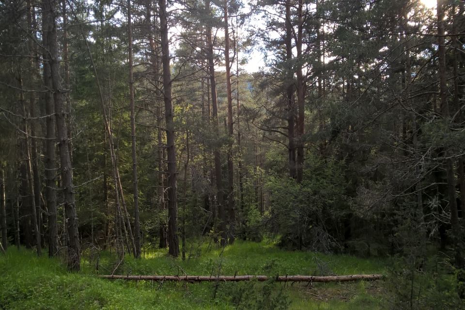 Full Outdoor Shot Of A Dense Pine Forest