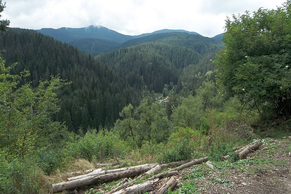 High-Angle, Long Shot Of A Lush Green Forest Valley