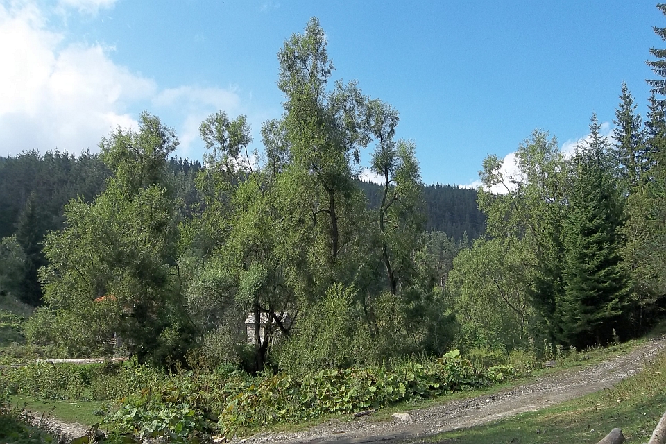 Dirt Road Winds Through A Lush Green Forest