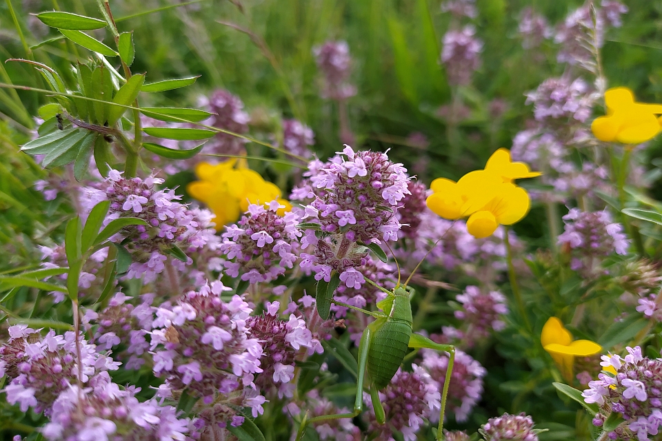 Grasshopper Among Blooming Thyme