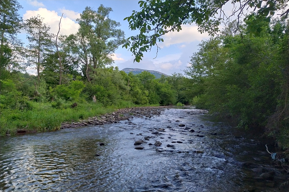 Calm River Flows Through A Lush Green Forest