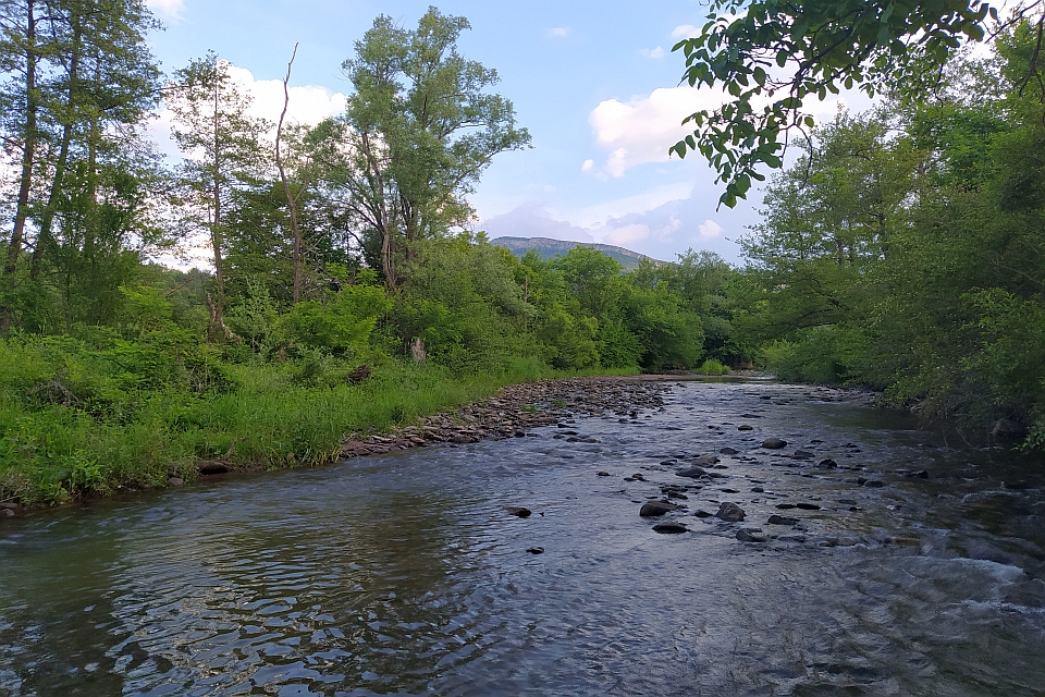 Calm River Flows Through A Lush Green Forest