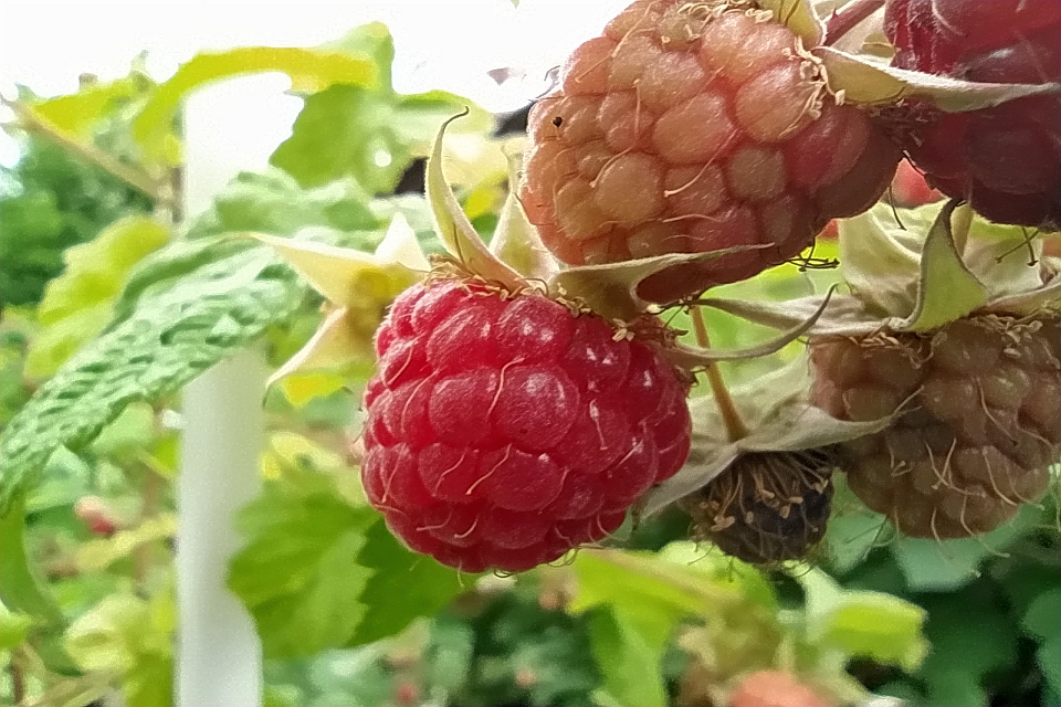 Close-Up Of Several Raspberries On A Plant