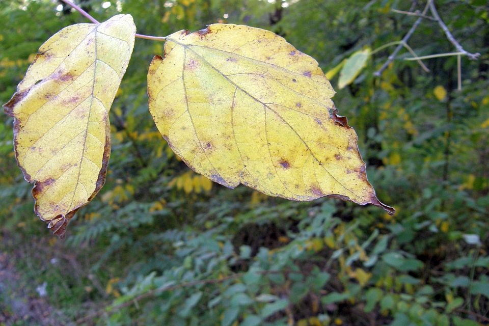 Two Yellow Leaves On A Branch.