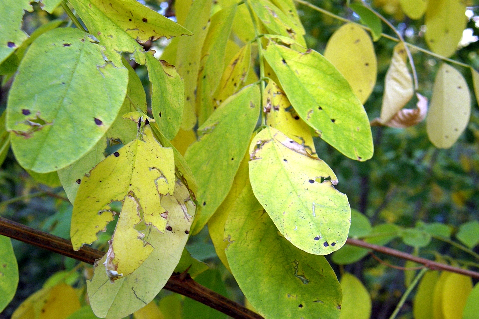 Close-Up Of Yellowing Leaves