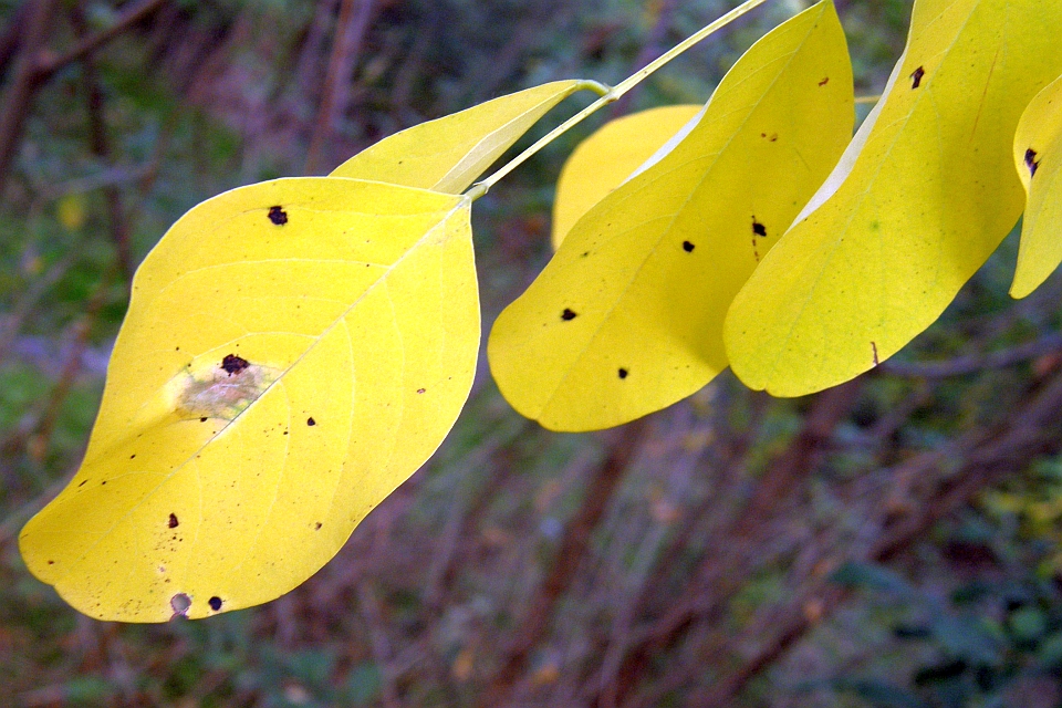 Three Yellow Leaves