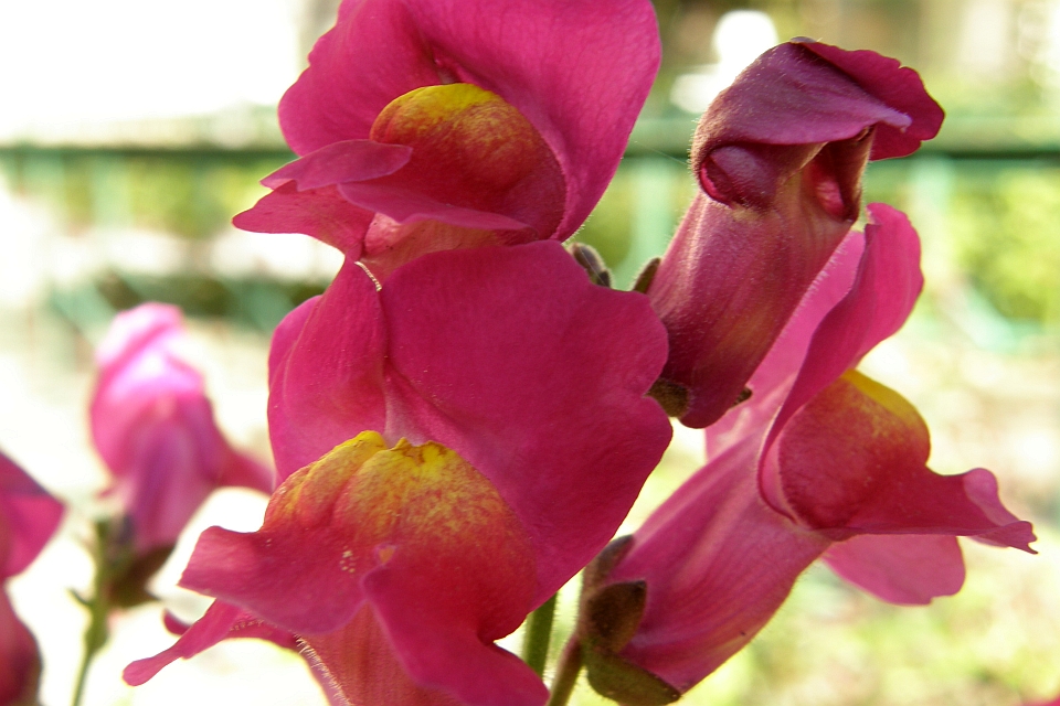 Close-Up Of Vibrant Pink Snapdragon Flowers