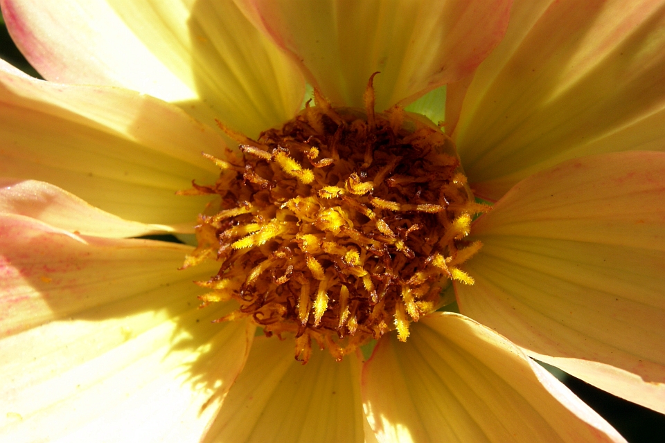 Close-Up Of A Yellow Flower's Center.