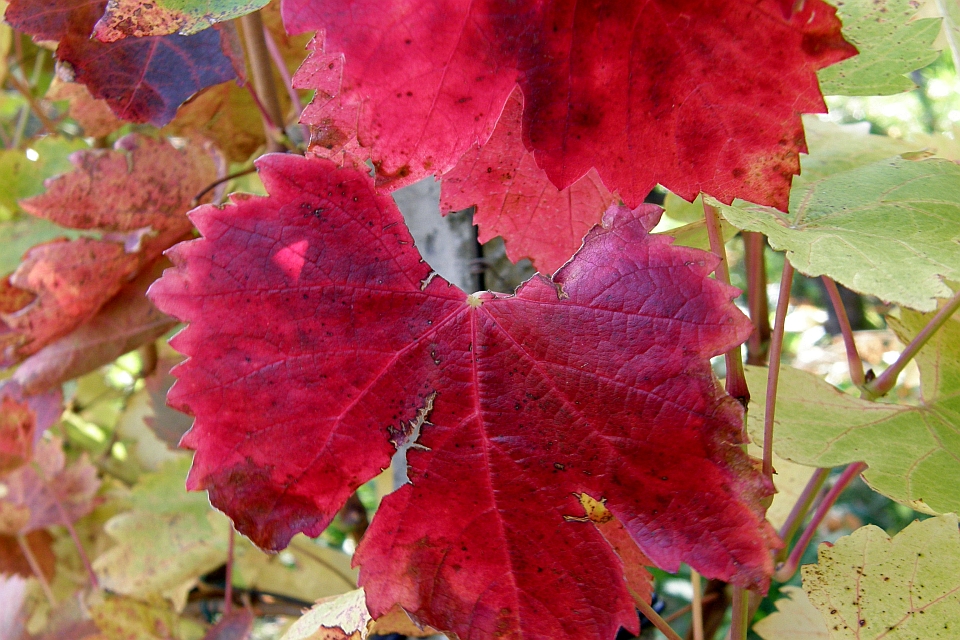 Vibrant Red Grape Leaf In The Foreground