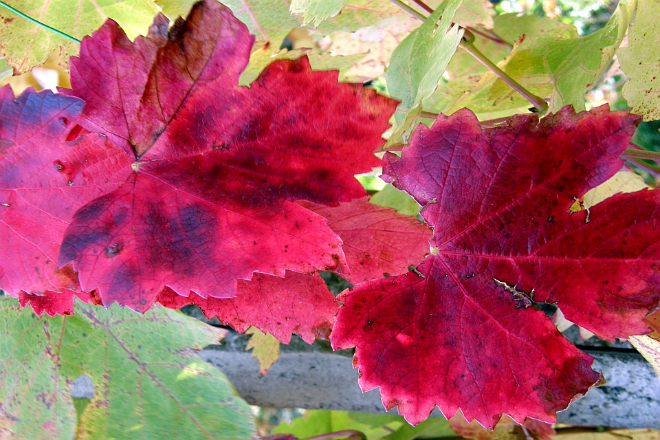 Autumn Grape Leaves