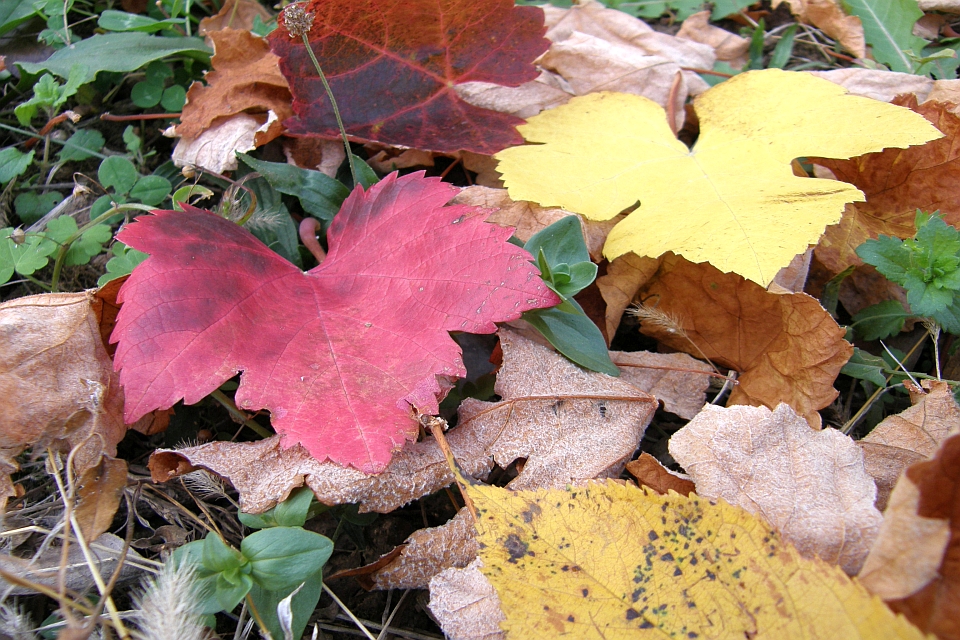 Fallen Autumn Leaves