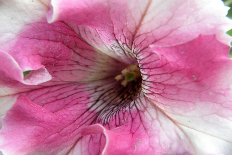 Close-Up Of A Petunia Blossom
