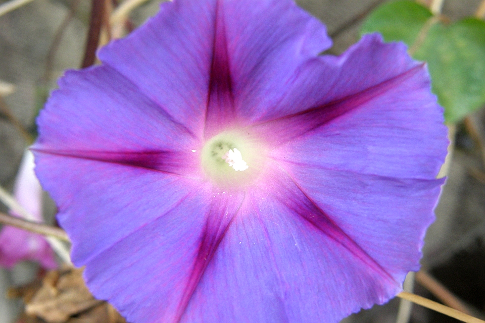 Close-Up Of A Light Purple Morning