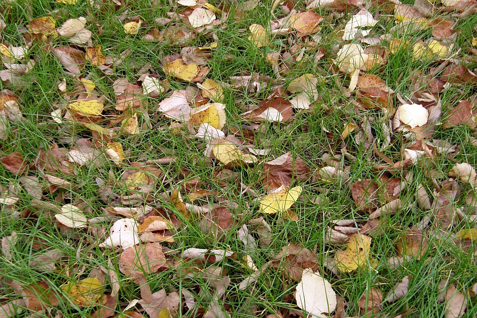 Fallen Autumn Leaves