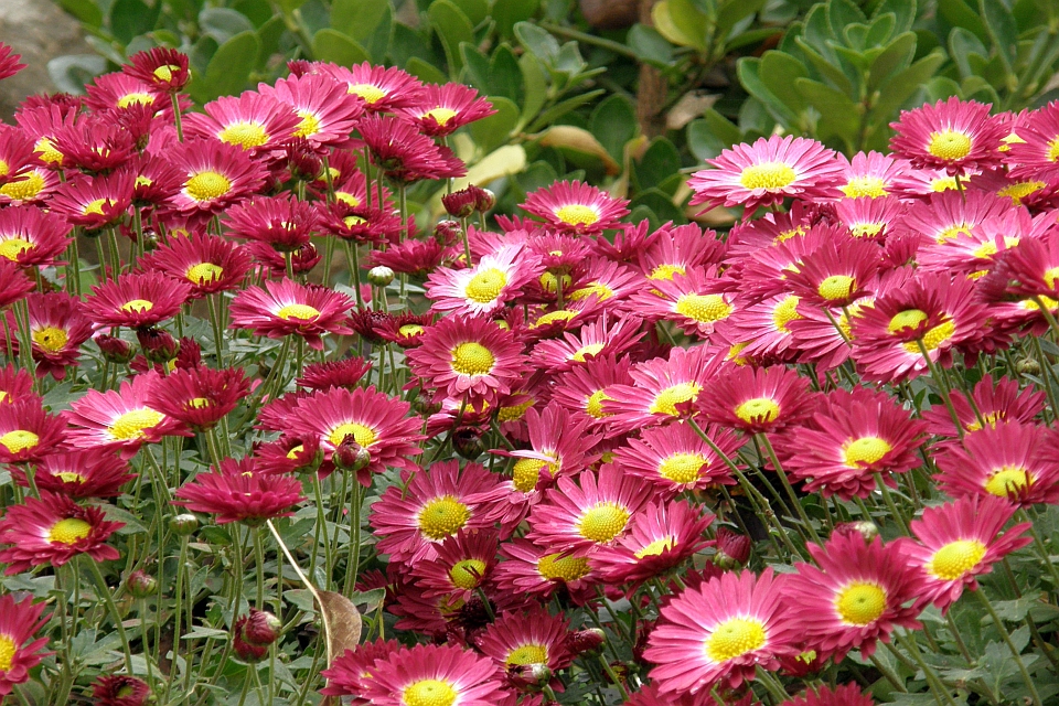 Dense Cluster Of Dark Pink Chrysanthemum Flowers