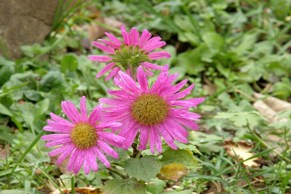 Three Pink Aster Flowers In A Garden