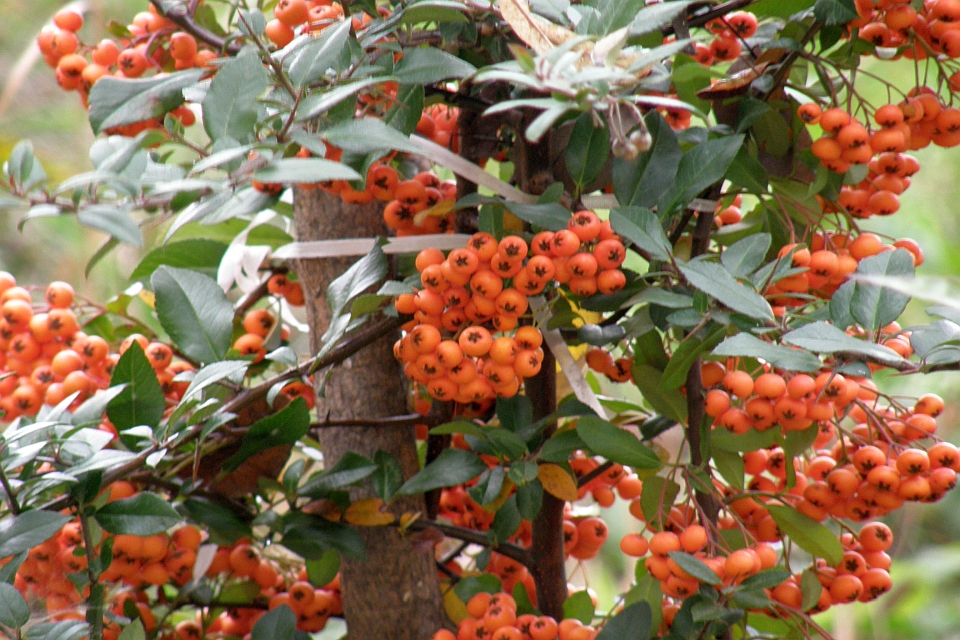 Orange Berries On A Bush