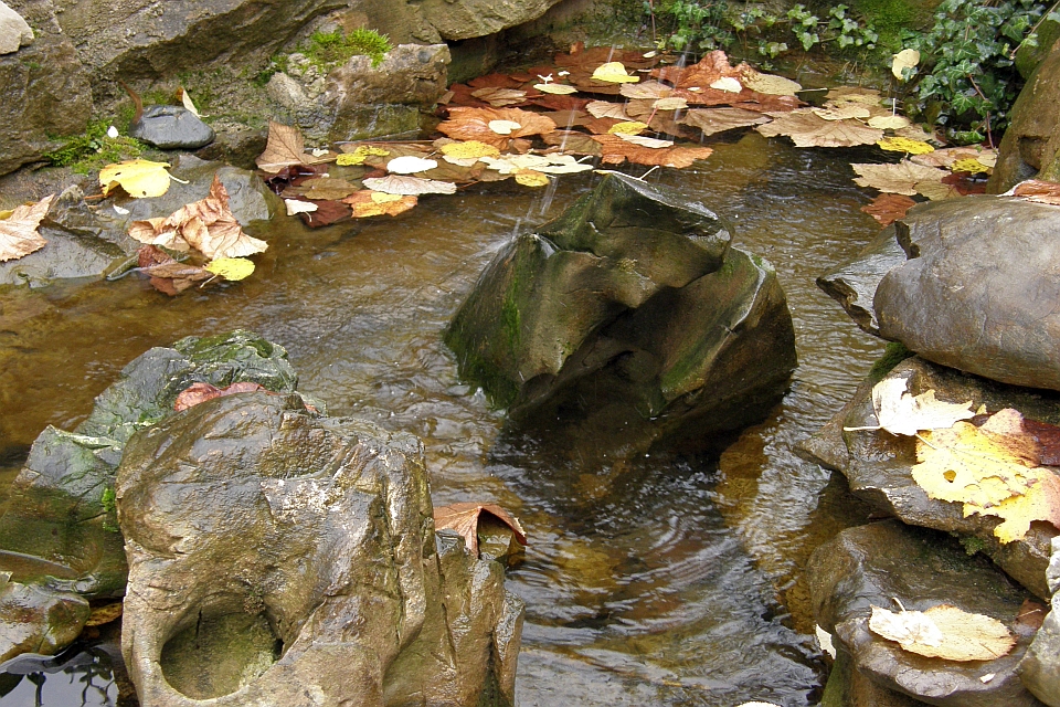 Autumn Leaves Float On A Small Stream