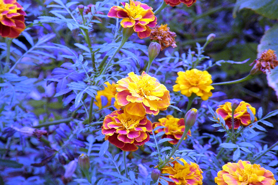 Cluster Of Marigolds