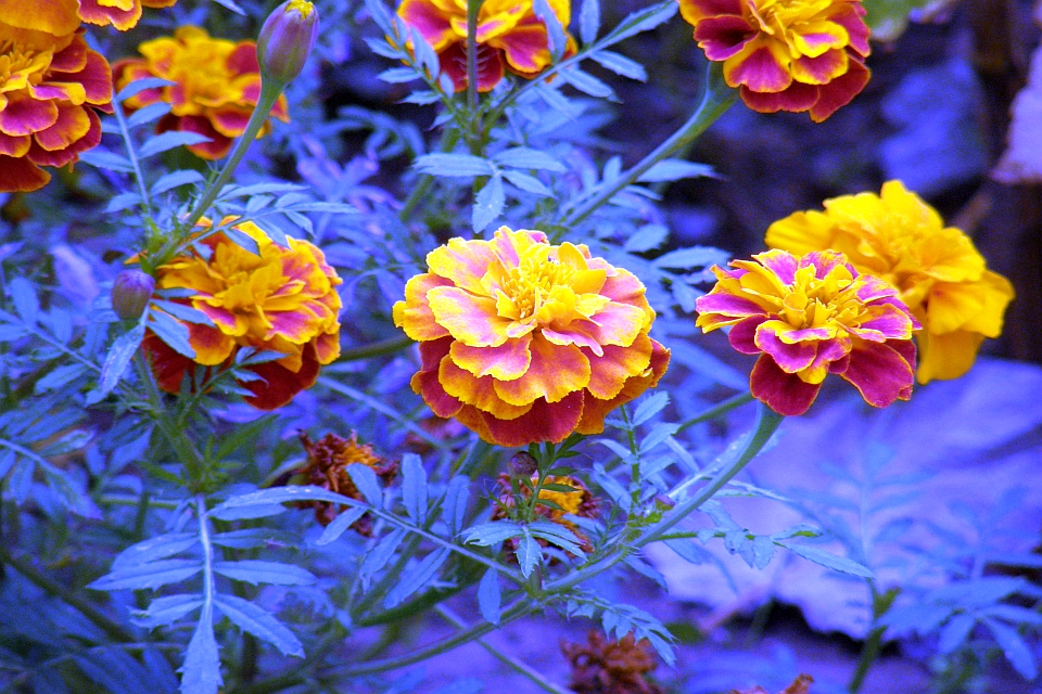 Close-Up Of Yellow And Red Marigolds