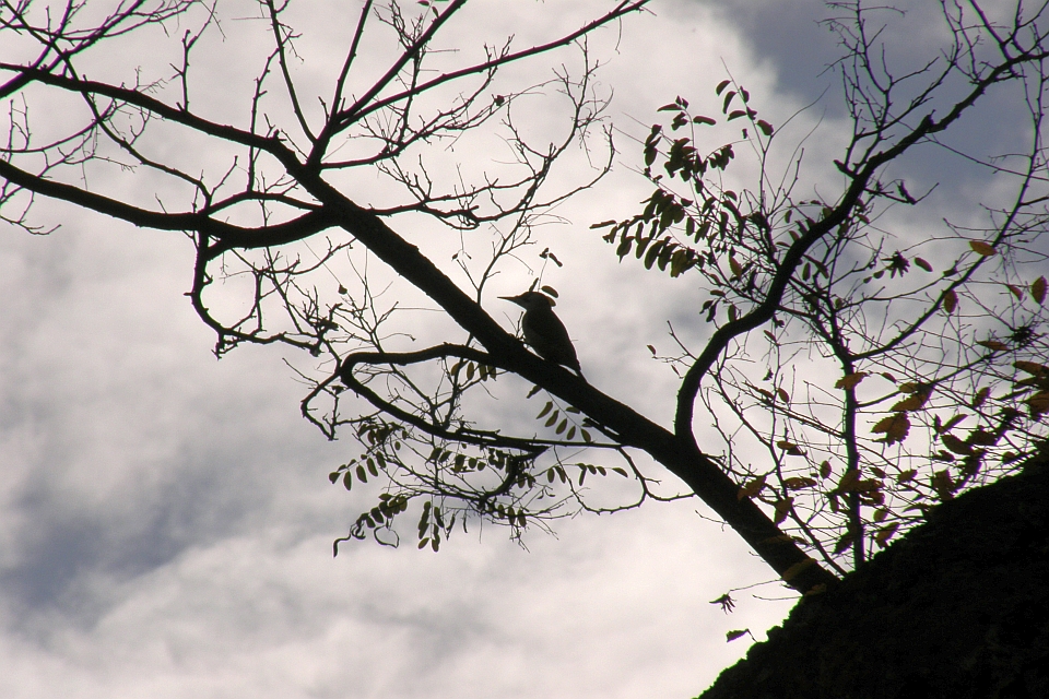 Silhouette Of A Woodpecker