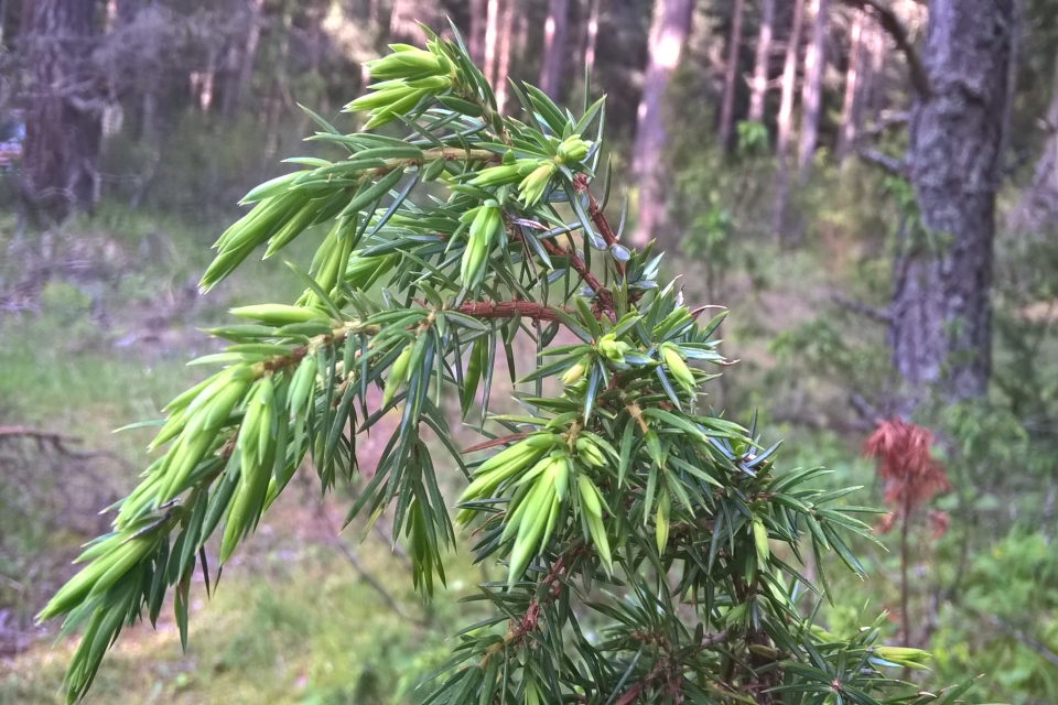 Close-Up Of A Branch Of A Juniper Tree