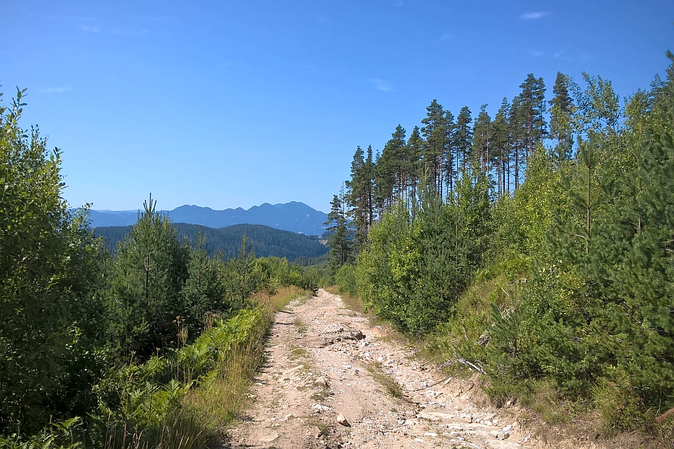 Dirt Road Winds Through A Forest