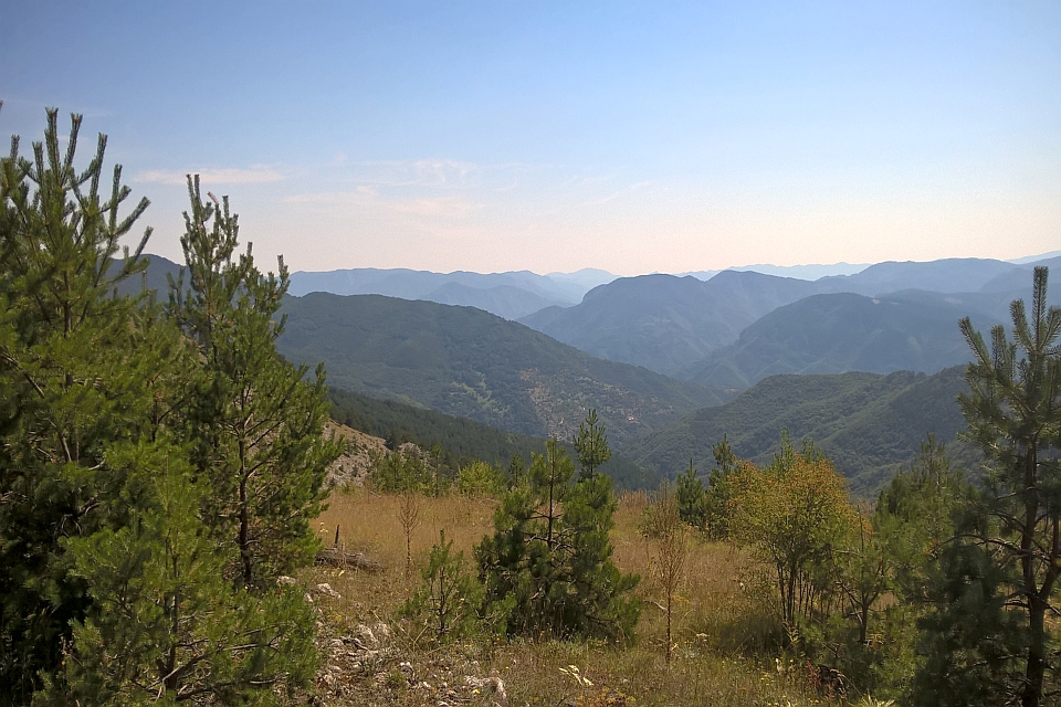 Mountain Vista With Pine Trees