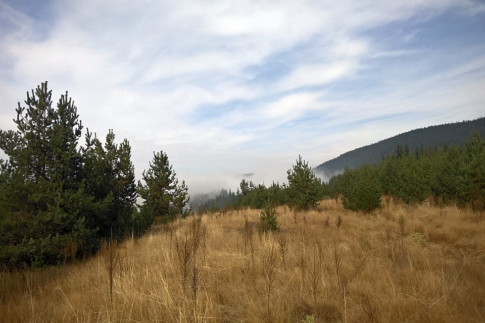 Field Of Grass Stretches