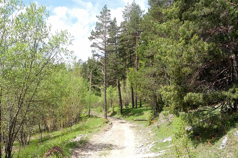 Dirt Road Through A Forest.