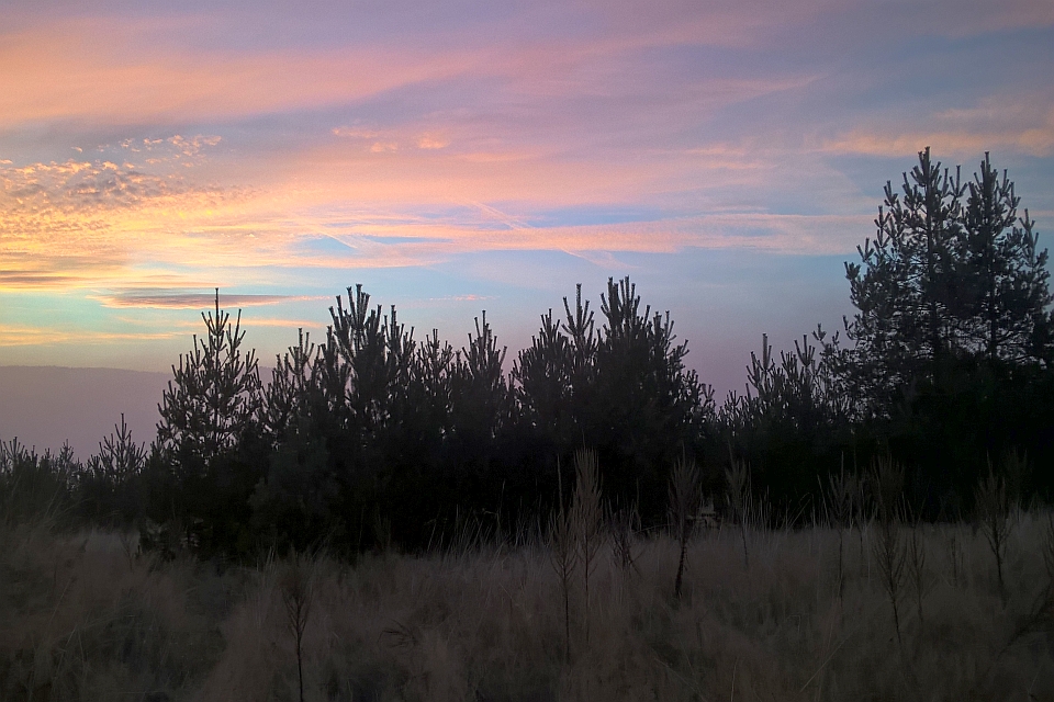 Silhouetted Pine Trees