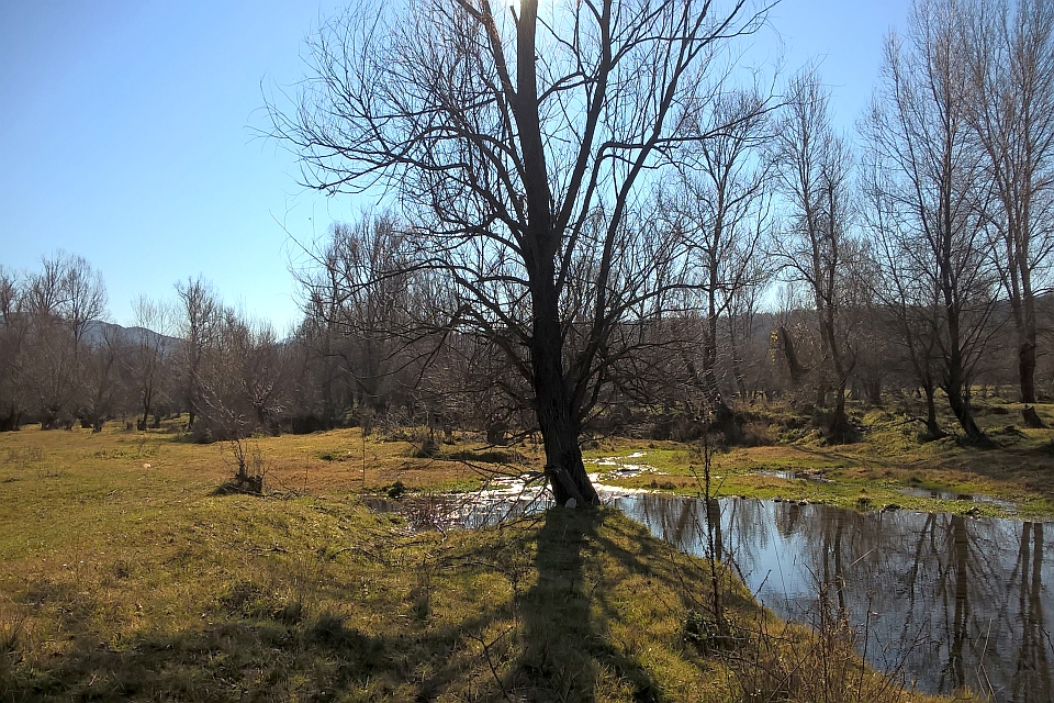 Leafless Tree In A Grassy Field