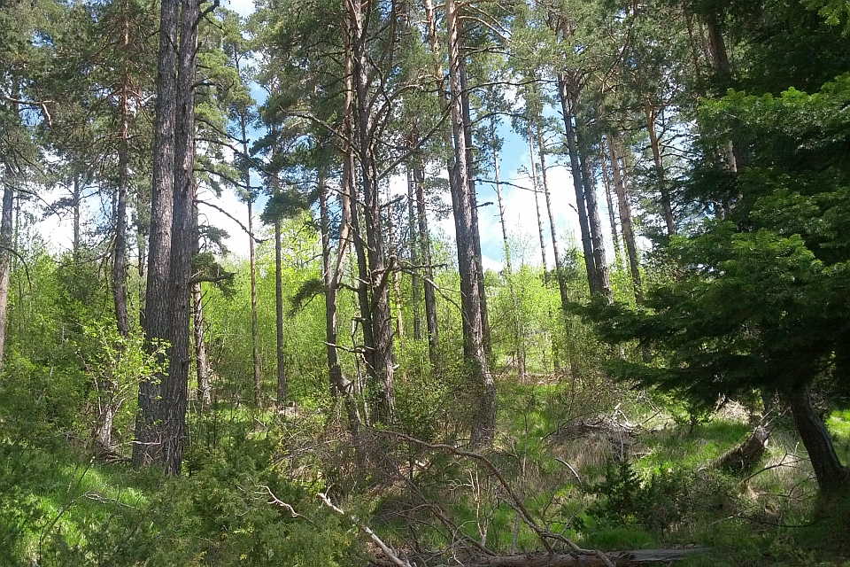 Lush Forest With Tall Pine Trees