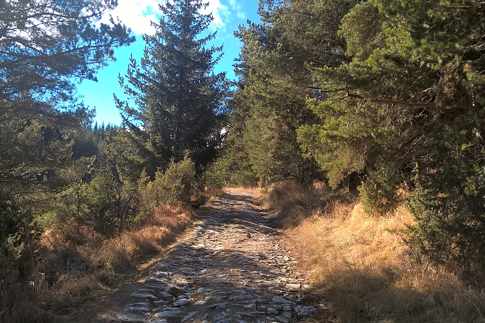 Stone Path Through A Forest