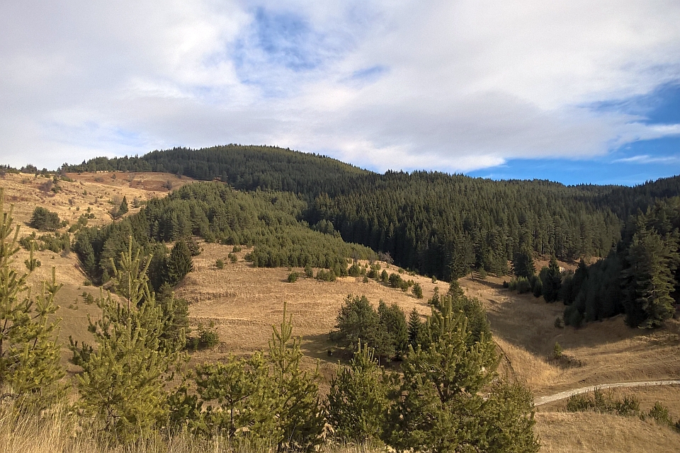 Rolling Hills Covered In Pine Forest