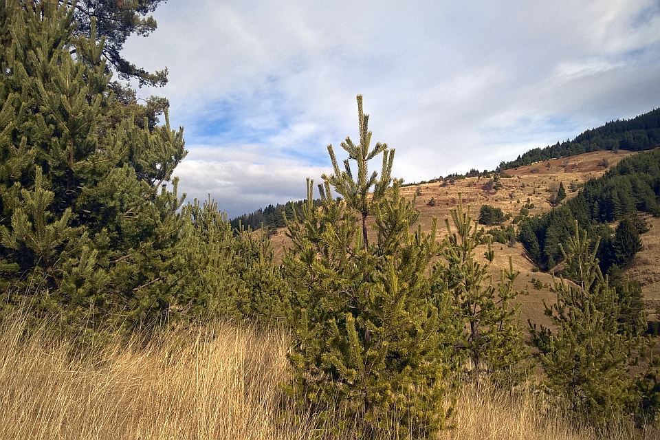 Young Pine Trees On A Hillside