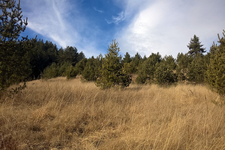 Hillside Covered In Tall, Dry Grass