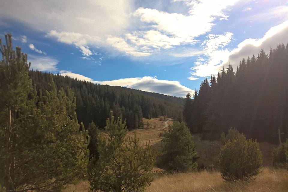 Sunny Day In A Coniferous Forest