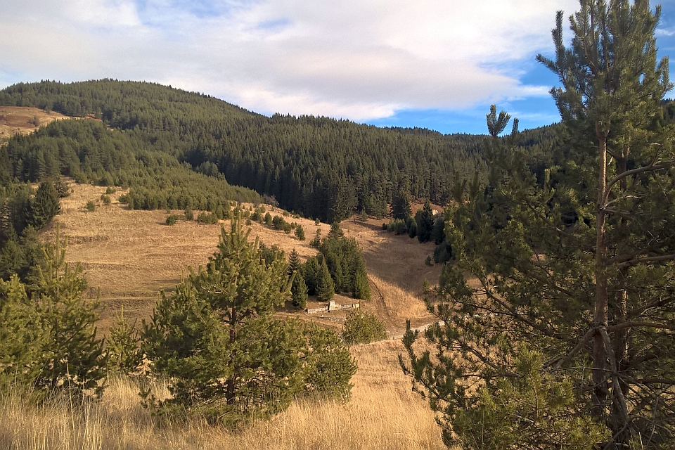 Hillside Covered In Dry Grass And Pine Trees