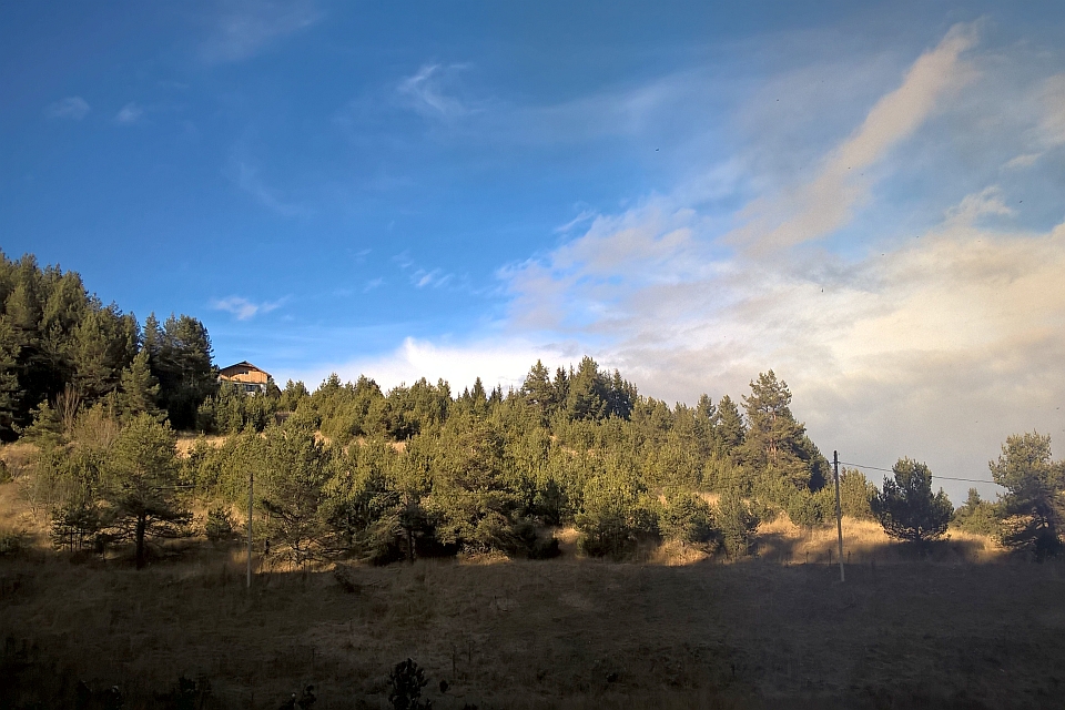 Hillside Covered With Evergreen Trees
