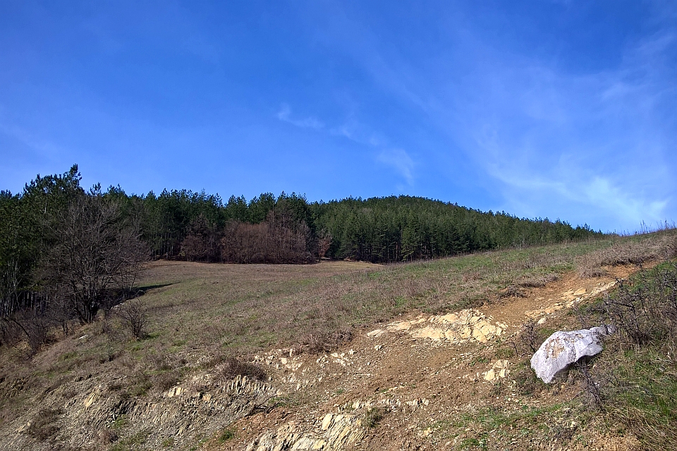 Grassy Hillside Slopes Upward To A Dark Green Forest