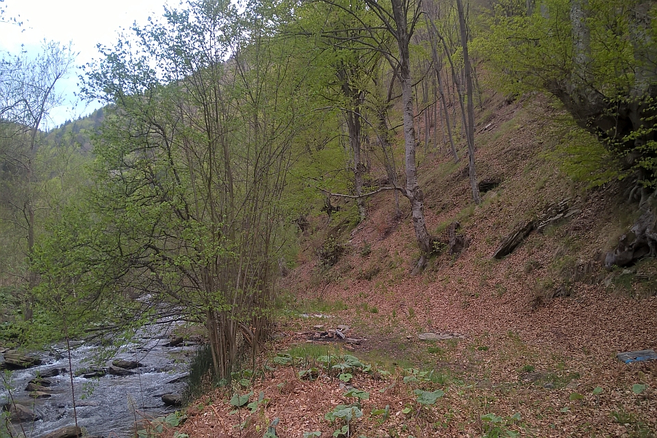 Small, Rocky Stream Flows Through A Lush Green Forest