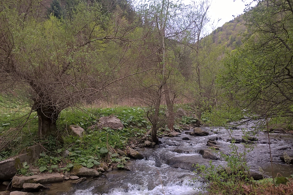 Small Stream Flows Through A Wooded Area