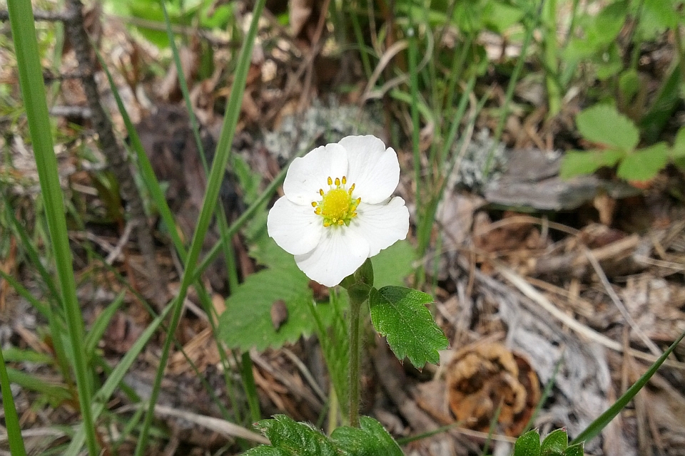 Single White Wild Strawberry Flower