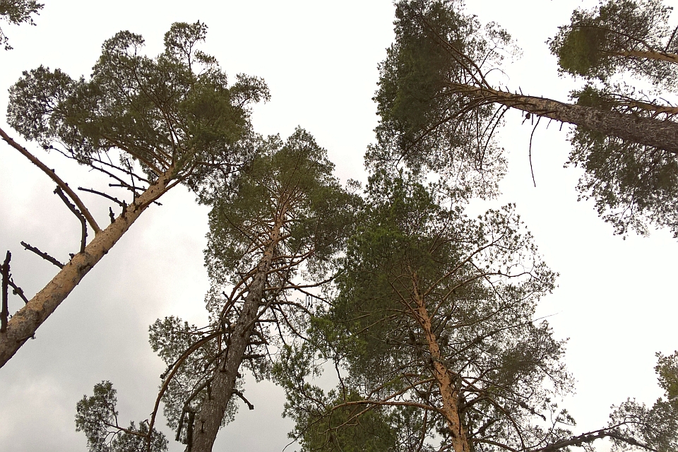 Tall Pine Trees