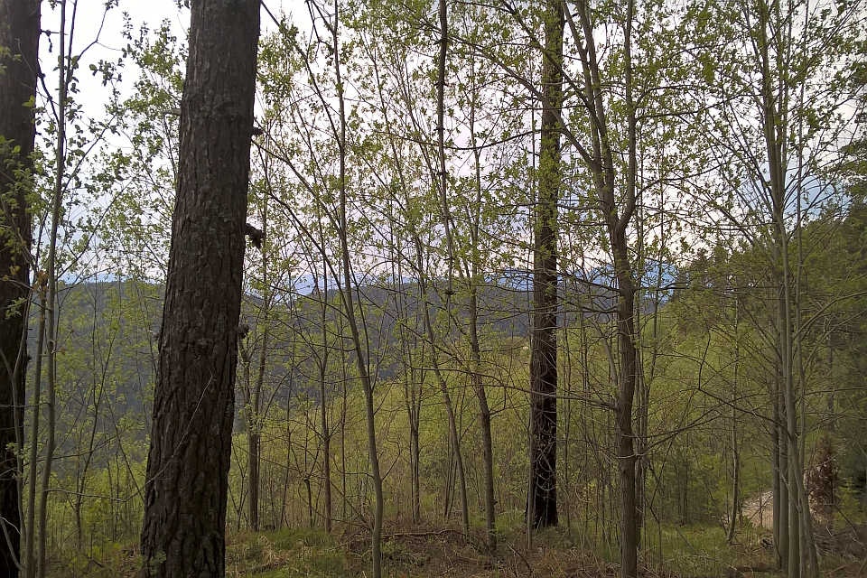 View Through A Forest Of Slender Trees