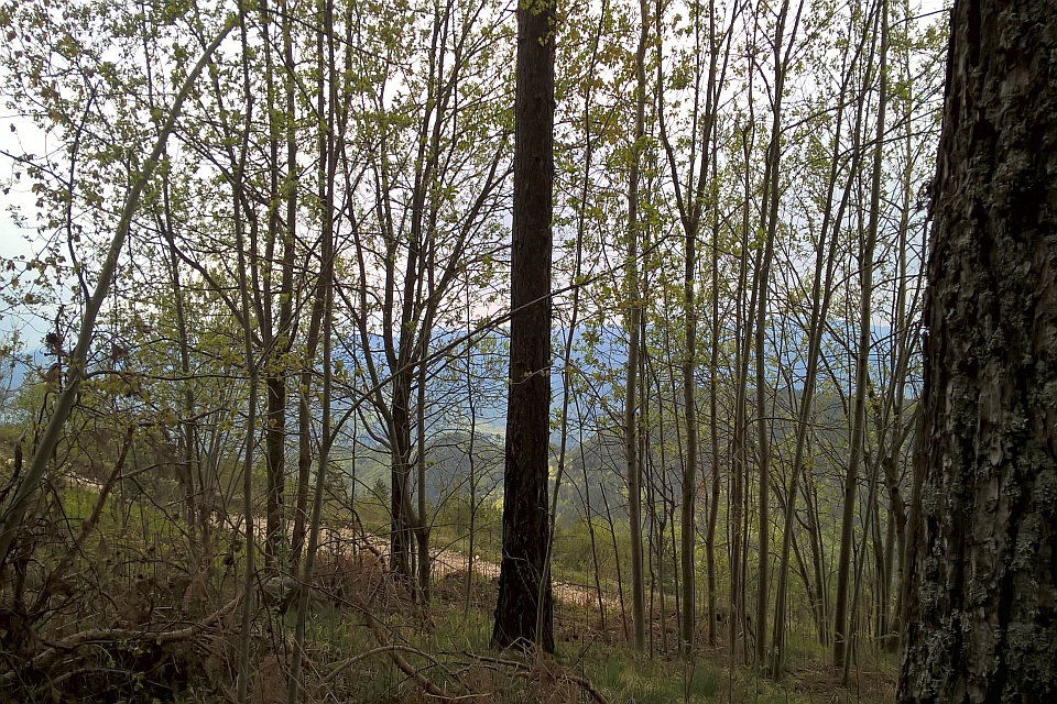 View Through A Forest
