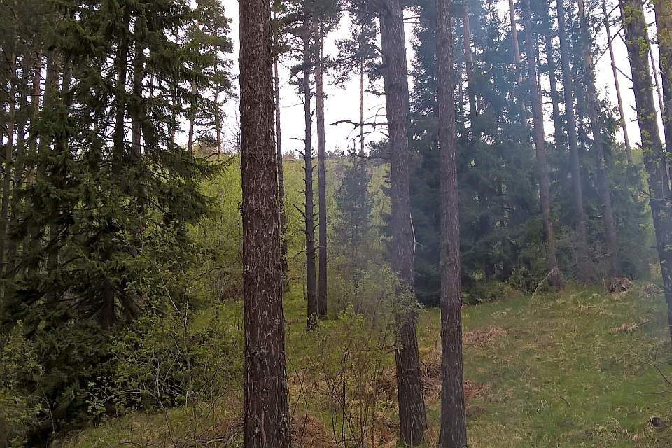 Dense Pine Forest With A Light Haze
