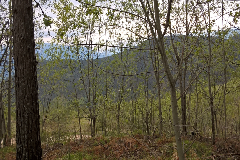 Forest Scene With Young Trees