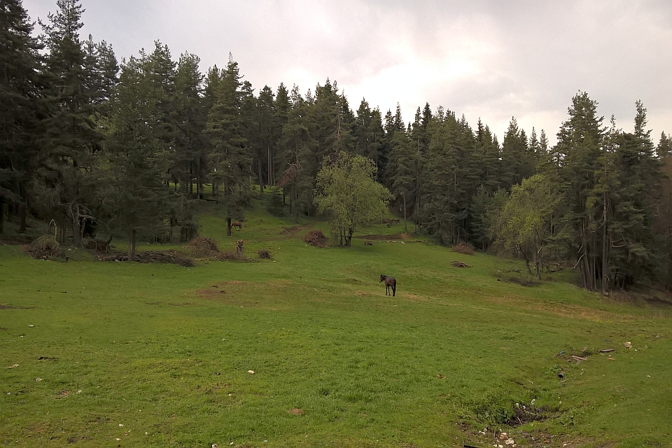 Lone Horse Stands In A Grassy Field